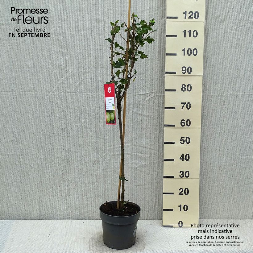 Example of Stachelbeere Tatjana Topf mit 6L/7L as you get in automne