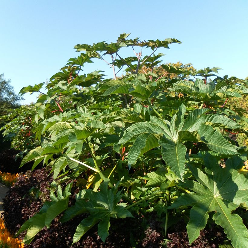 Ricinus communis (Samen) - Rizinus (Hafen)