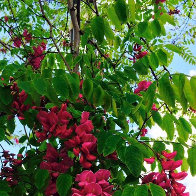 Robinia pseudoacacia Casque Rouge - Gewöhnliche Robinie (Foliage)
