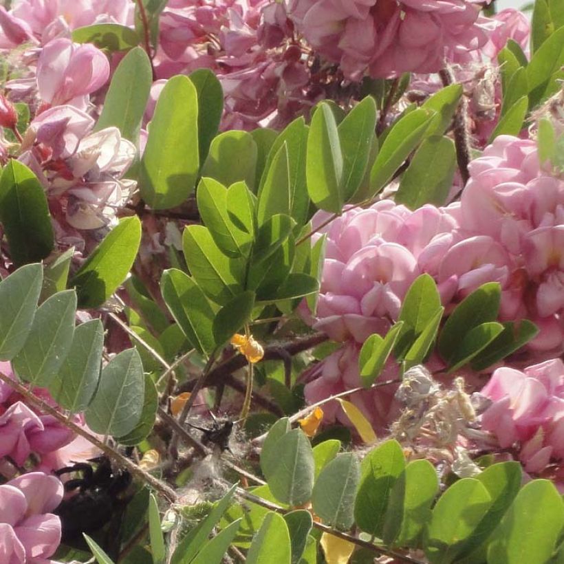 Robinia hispida Rosea - Borstige Robinie (Foliage)