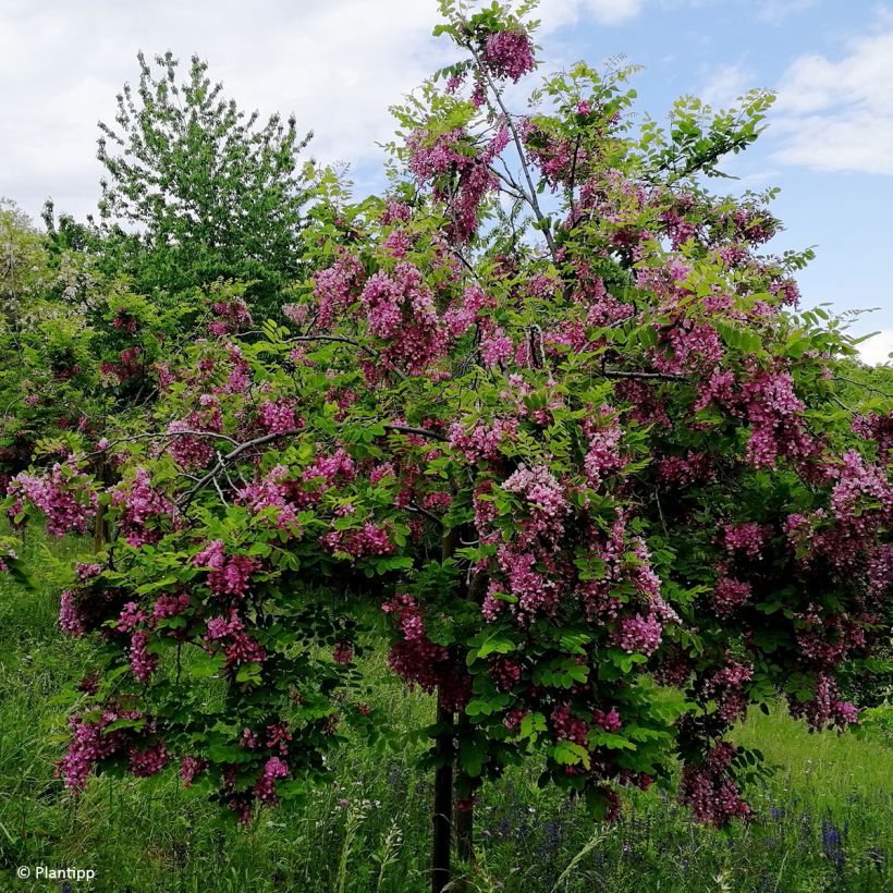 Robinia margaretta Georgia da Torino - Scheinakazie (Plant habit)