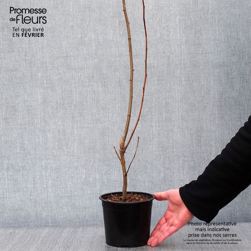 Example of Robinia pseudoacacia - Gewöhnliche Robinie Topf mit 2L/3L as you get in hiver