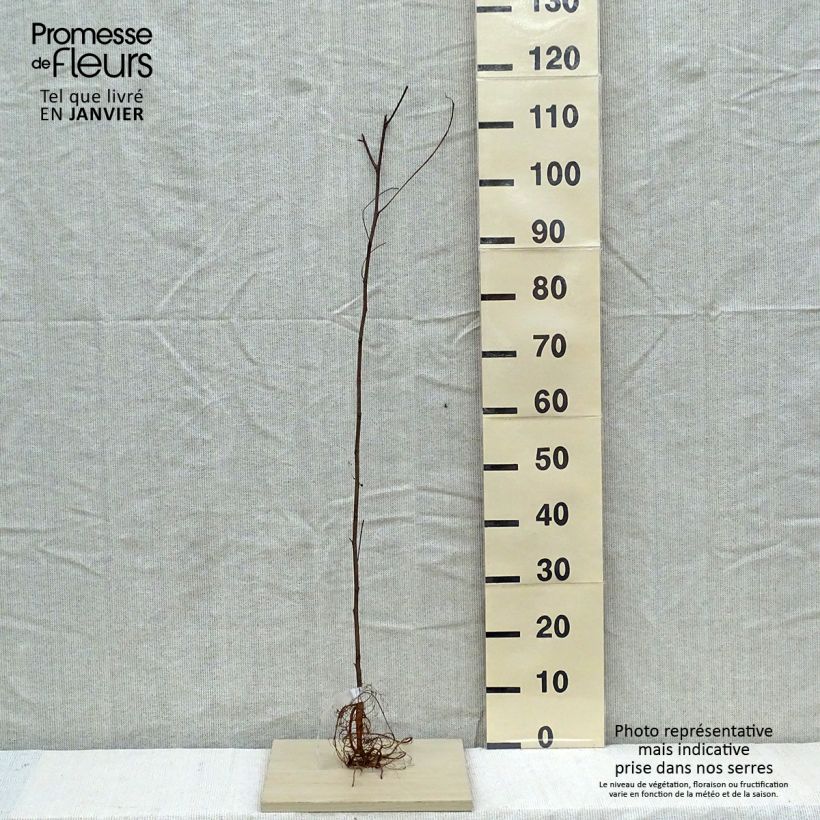 Example of Robinia pseudoacacia - Gewöhnliche Robinie Wurzelnackt as you get in hiver