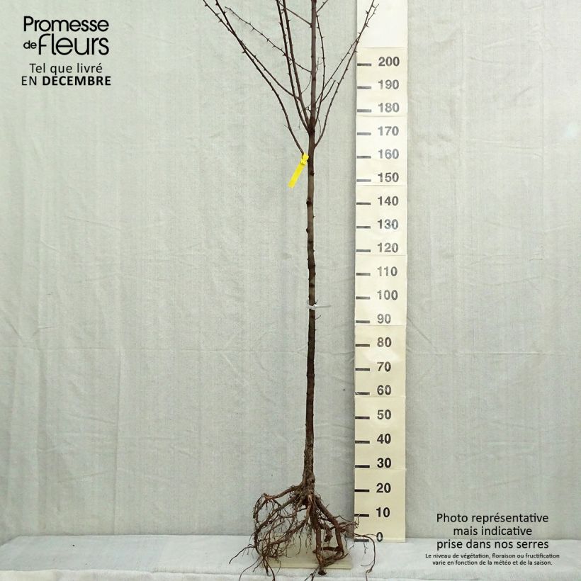 Example of Robinia pseudoacacia - Gewöhnliche Robinie Wurzelnackt as you get in hiver