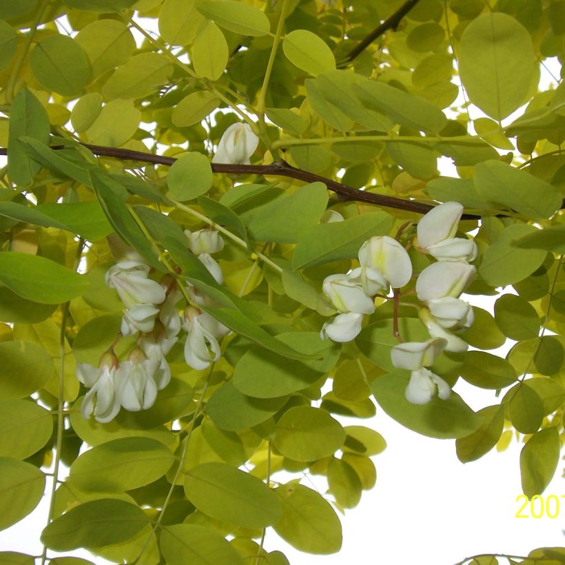 Robinia pseudoacacia Frisia - Gewöhnliche Robinie (Flowering)