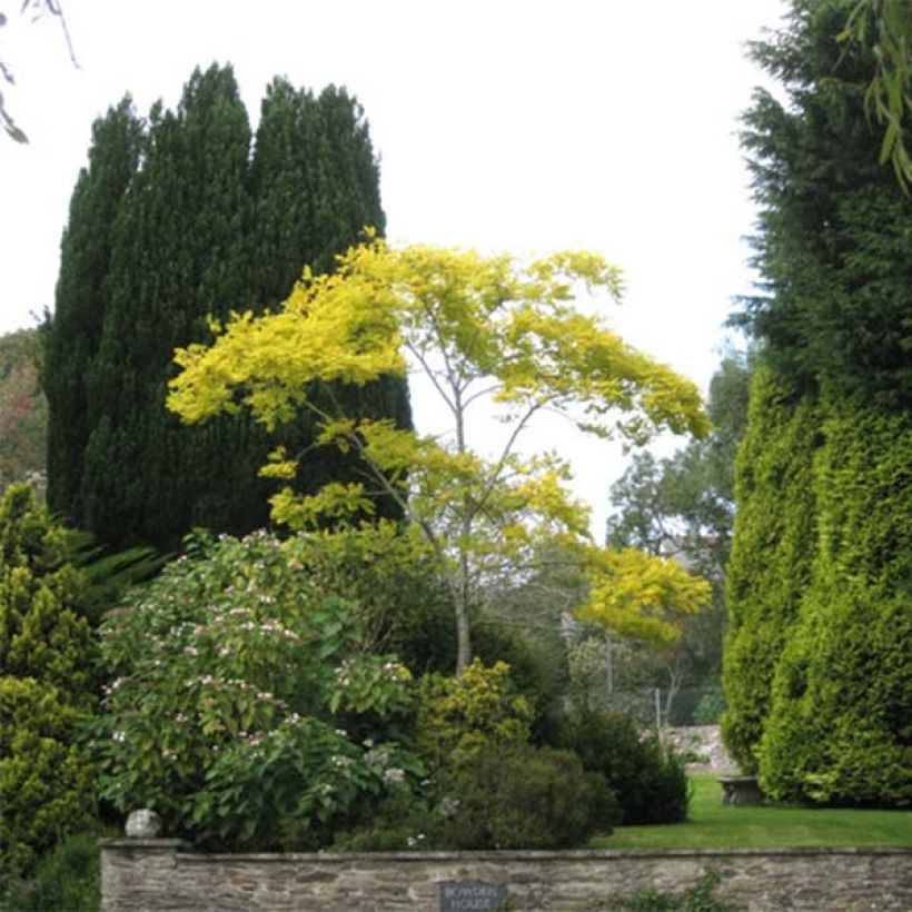 Robinia pseudoacacia Frisia - Gewöhnliche Robinie (Plant habit)