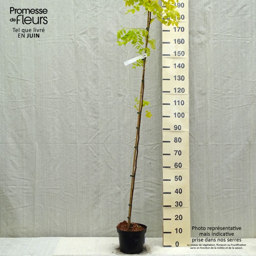 Exemplar von Robinia pseudoacacia Frisia - Gewöhnliche Robinie Topf mit 4L/5L wie im Frühjahr geliefert