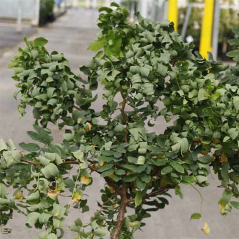 Robinia pseudoacacia Twisty Baby Lace Lady - Gewöhnliche Robinie (Foliage)