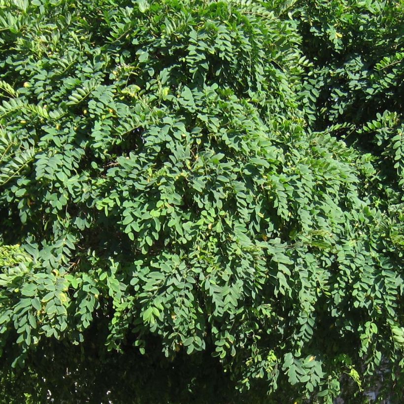 Robinia pseudoacacia Umbraculifera - Gewöhnliche Robinie (Foliage)