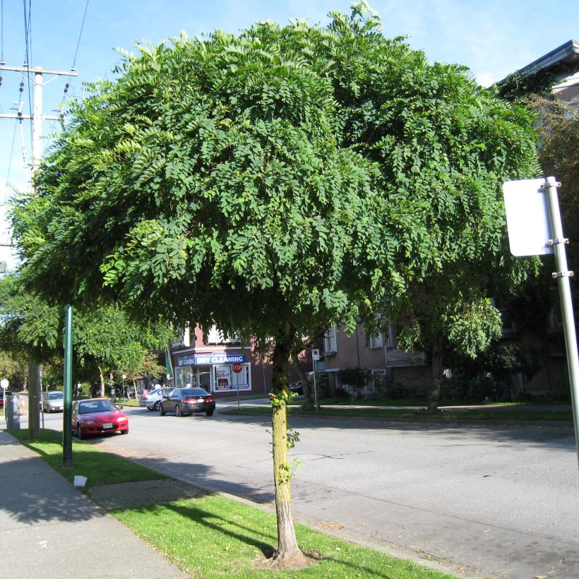 Robinia pseudoacacia Umbraculifera - Gewöhnliche Robinie (Plant habit)
