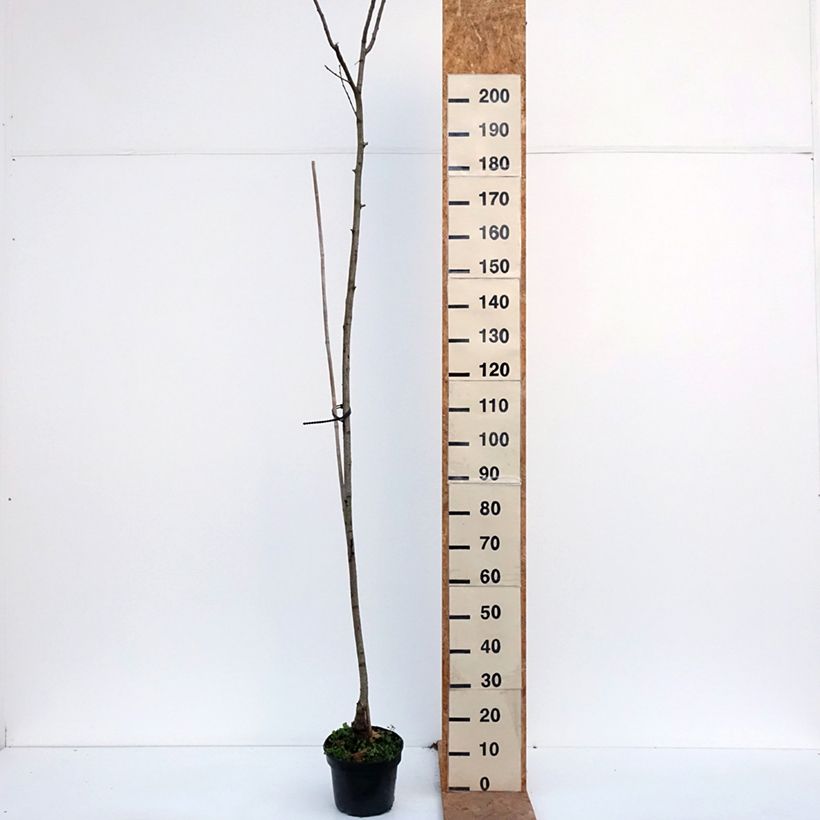 Exemplar von Robinia pseudoacacia Semperflorens - Gewöhnliche Robinie Topf mit 4L/5L wie im Herbst geliefert