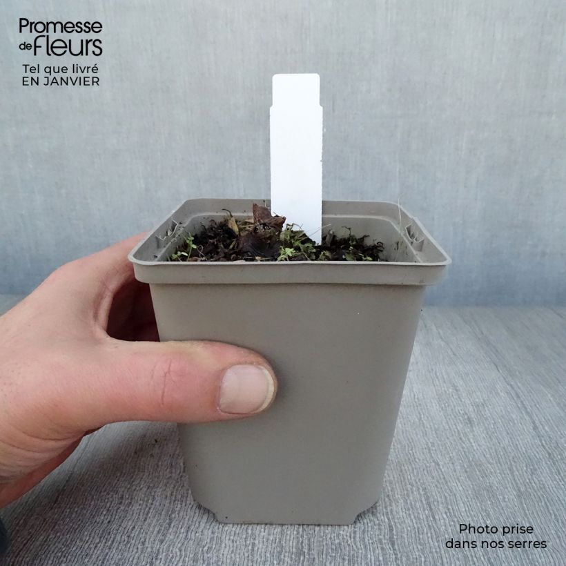 Exemplar von Rodgersia aesculifolia Irish Bronze - Schaublatt Kleine Töpfe von 8/9 cm wie im Winter geliefert