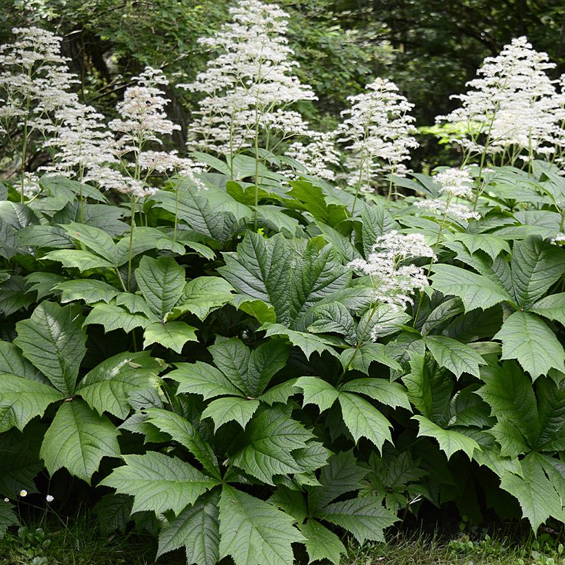 Rodgersia La Blanche - Schaublatt (Plant habit)