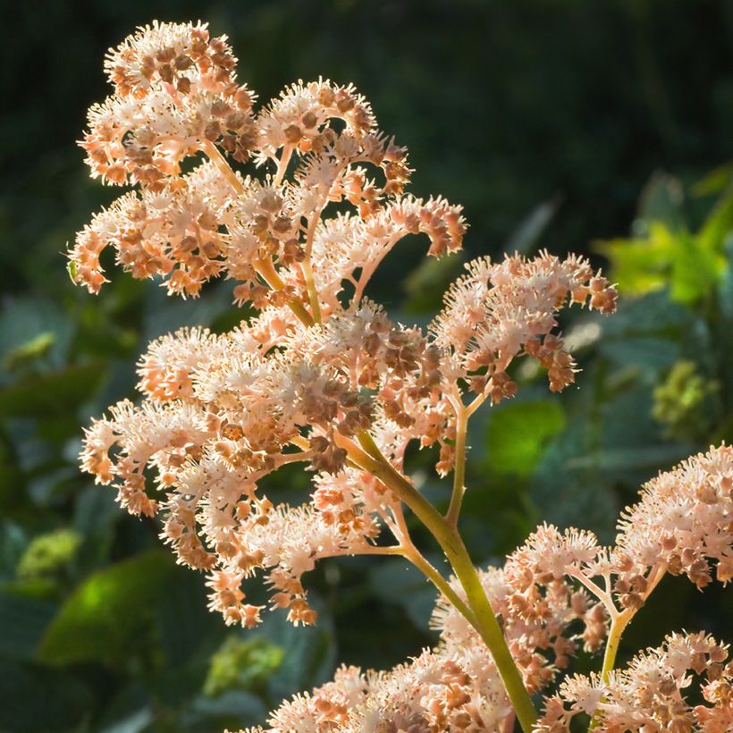 Rodgersia aesculifolia - Schaublatt (Flowering)