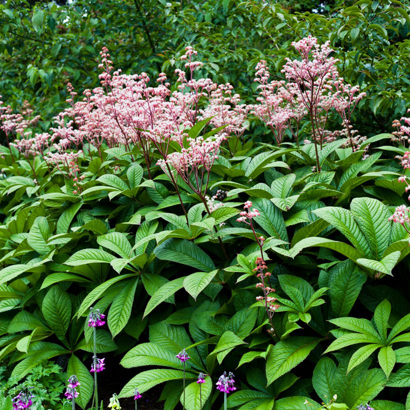 Rodgersia aesculifolia - Schaublatt (Plant habit)
