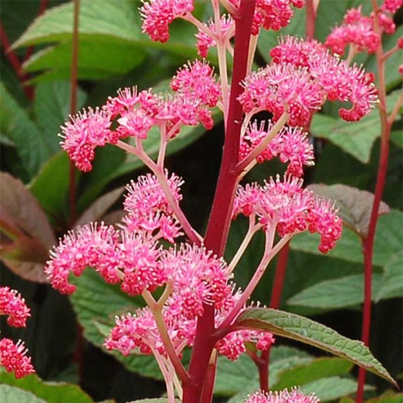 Rodgersia pinnata Bronze Peacock - Schaublatt (Flowering)
