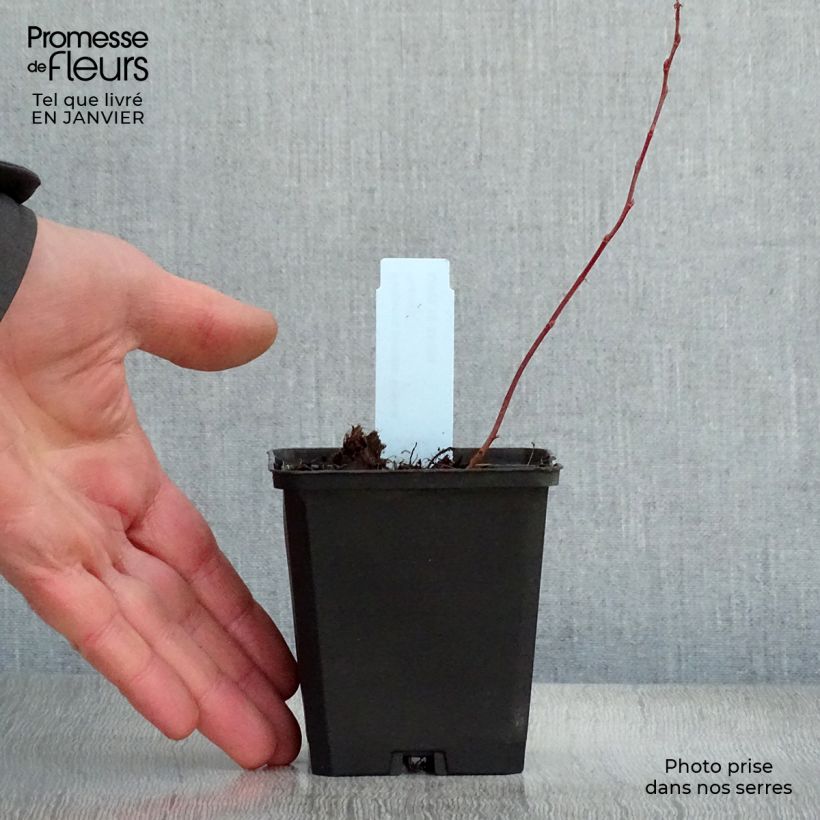 Exemplar von Rodgersia pinnata Bronze Peacock - Schaublatt Kleine Töpfe von 8/9 cm wie im Winter geliefert