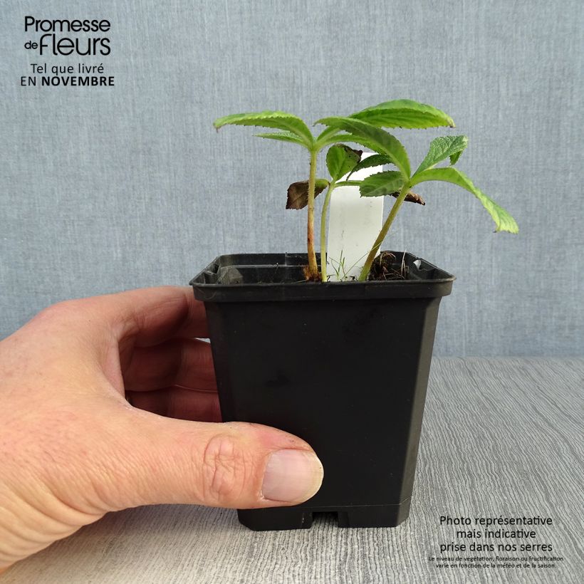 Example of Rodgersia pinnata Chocolate Wings - Schaublatt Kleine Töpfe von 8/9 cm as you get in automne