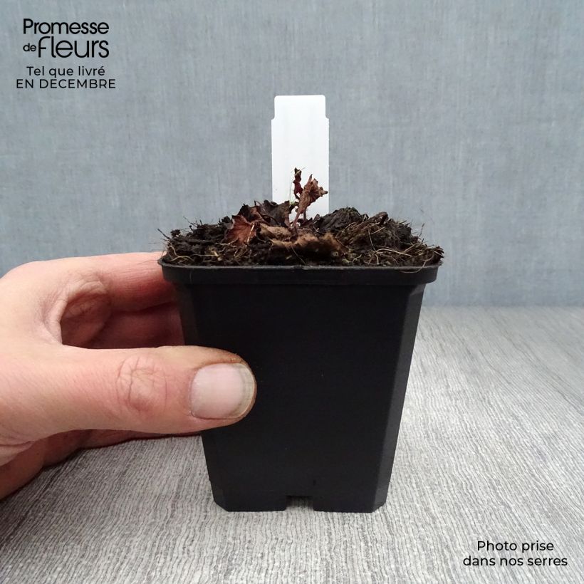 Exemplar von Rodgersia pinnata Chocolate Wings - Schaublatt Kleine Töpfe von 8/9 cm wie im Winter geliefert