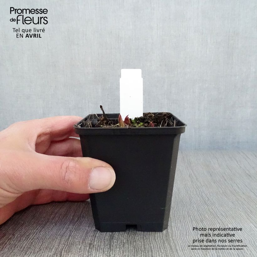 Exemplar von Rodgersia pinnata Chocolate Wings - Schaublatt Kleine Töpfe von 8/9 cm wie im Frühjahr geliefert