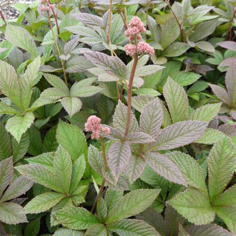 Rodgersia pinnata Dark Pokers - Schaublatt (Foliage)