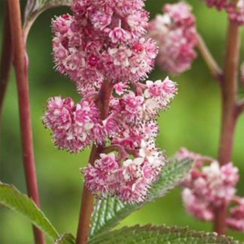 Rodgersia pinnata Dark Pokers - Schaublatt (Flowering)