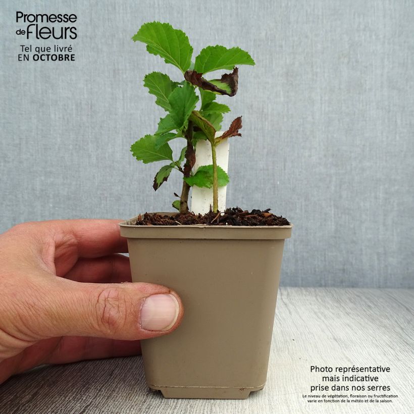 Example of Rodgersia pinnata Dark Pokers - Schaublatt Kleine Töpfe von 8/9 cm as you get in automne