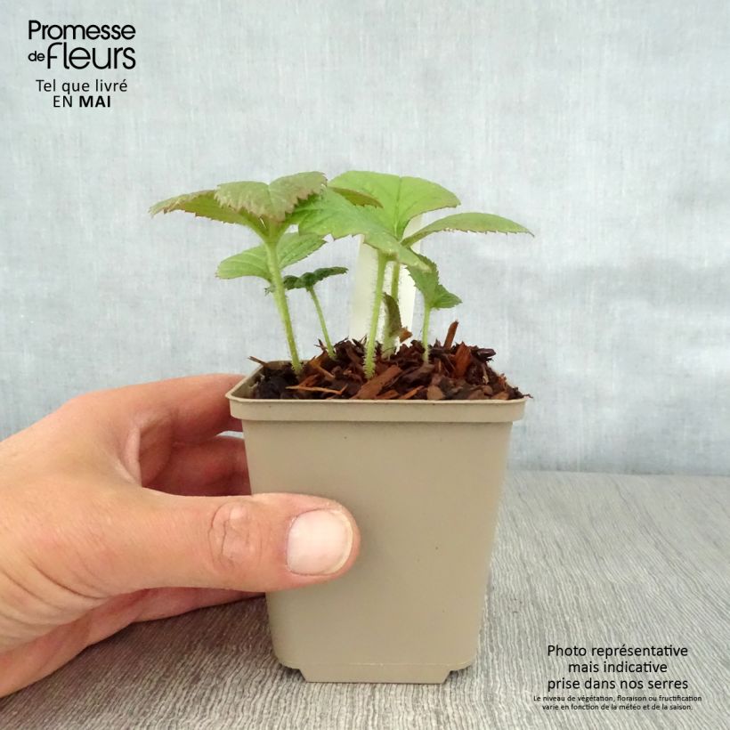 Exemplar von Rodgersia pinnata Dark Pokers - Schaublatt Kleine Töpfe von 8/9 cm wie im Frühjahr geliefert