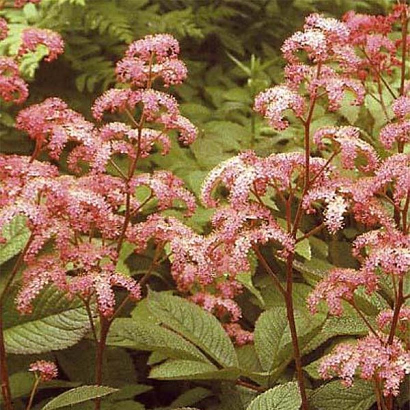 Rodgersia pinnata Elegans - Schaublatt (Flowering)