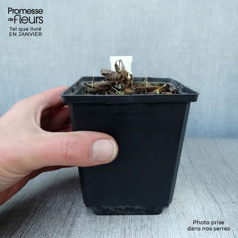 Exemplar von Rodgersia pinnata Elegans - Schaublatt Kleine Töpfe von 8/9 cm wie im Winter geliefert