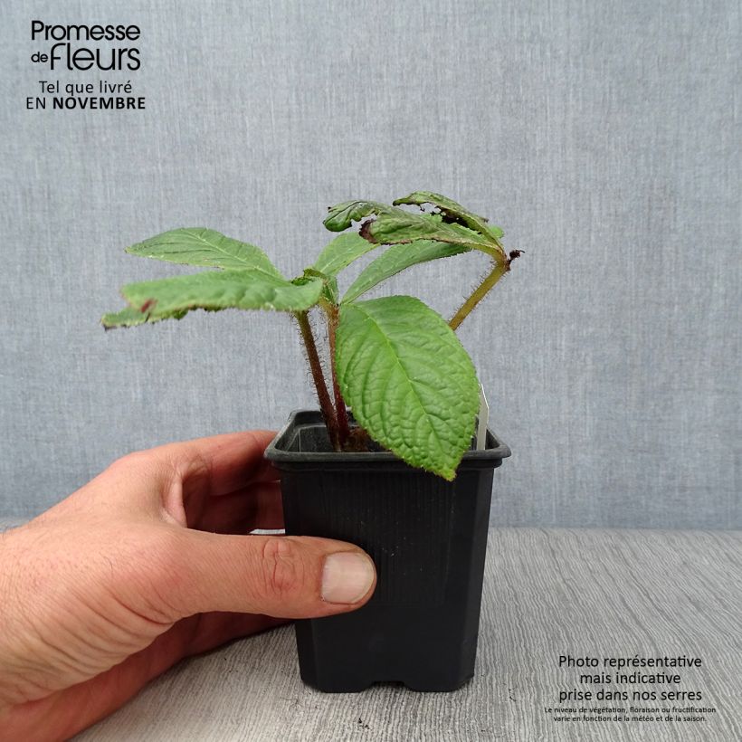 Example of Rodgersia pinnata - Schaublatt Kleine Töpfe von 8/9 cm as you get in automne