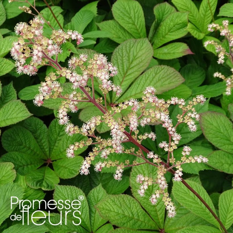 Rodgersia pinnata Hercules - Schaublatt (Foliage)