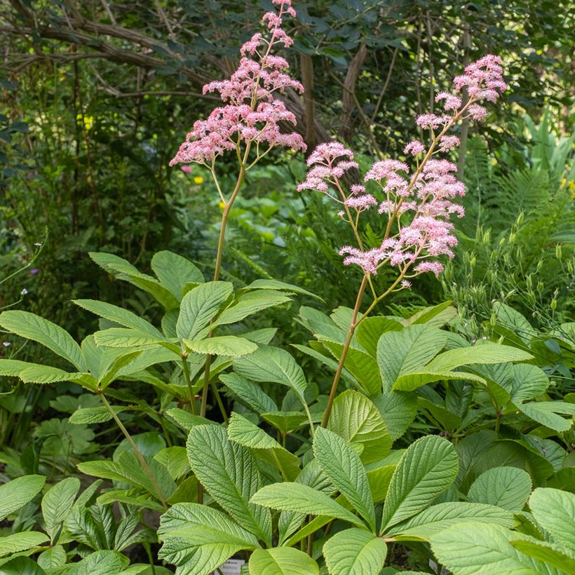Rodgersia pinnata - Schaublatt (Plant habit)