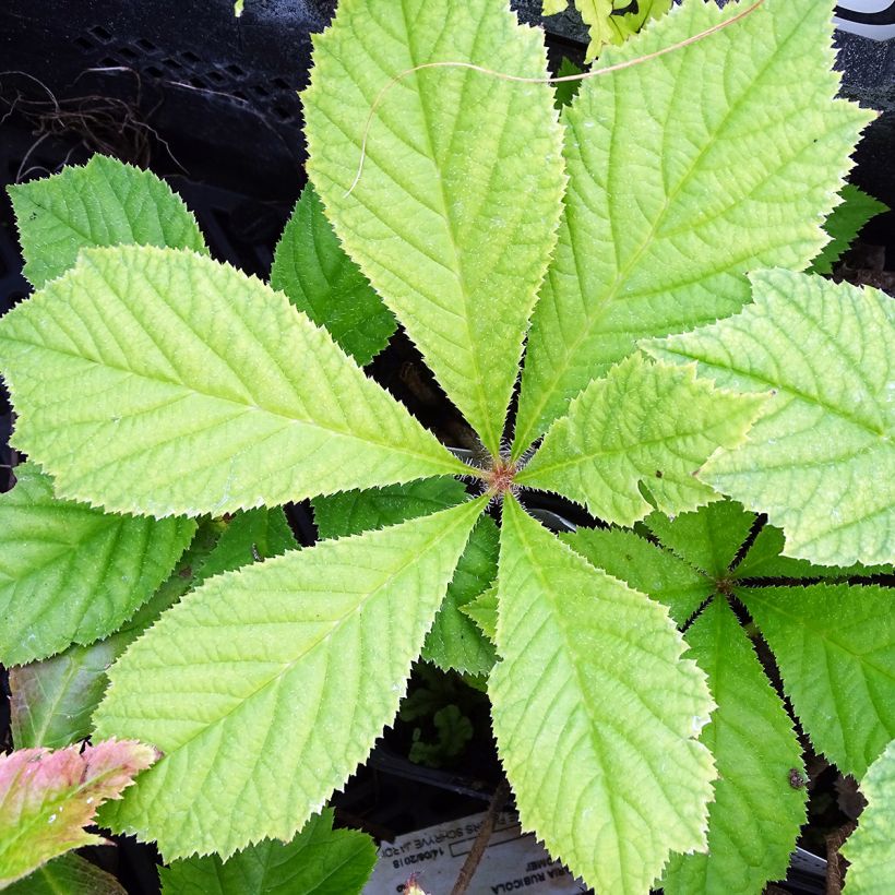 Rodgersia podophylla - Schaublatt (Foliage)