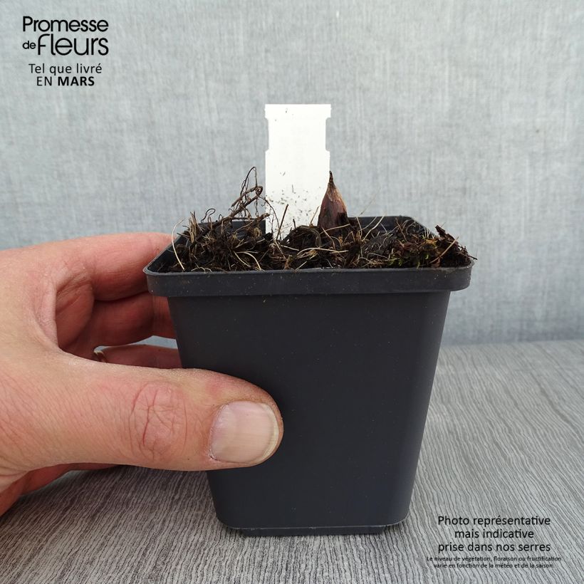 Exemplar von Rodgersia podophylla - Schaublatt Kleine Töpfe von 8/9 cm wie im Winter geliefert