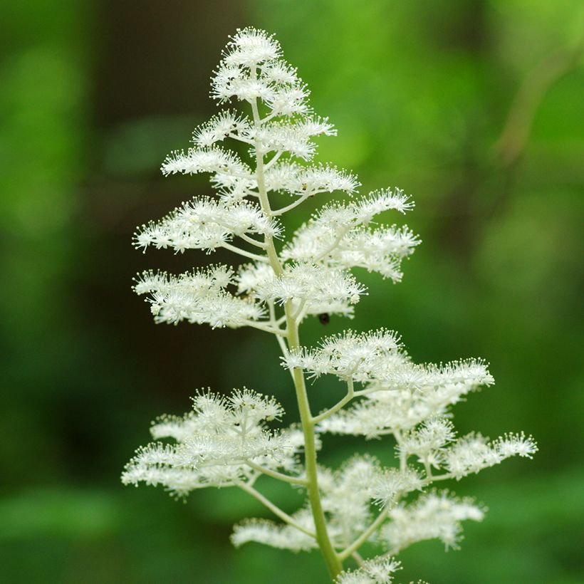 Rodgersia podophylla - Schaublatt (Flowering)