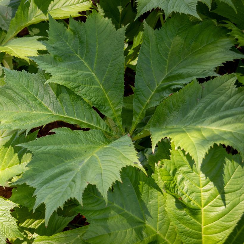 Rodgersia sambucifolia - Schaublatt (Foliage)