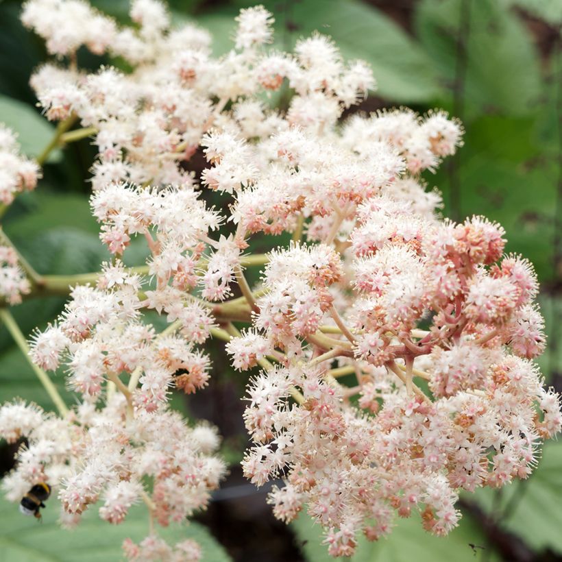Rodgersia sambucifolia - Schaublatt (Flowering)