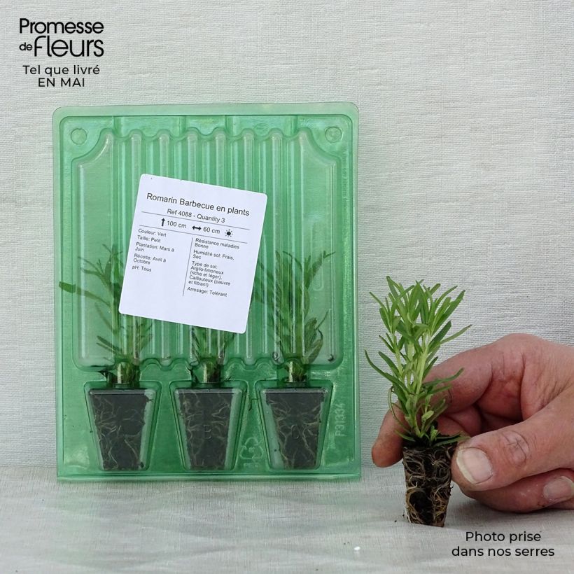 Example of Rosmarin Barbecue - Rosmarinus officinalis Mini-Plug Ø 3/4 cm as you get in printemps