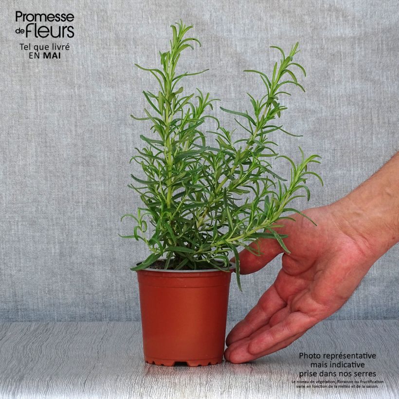 Example of Rosmarin Barbecue - Rosmarinus officinalis Kleine Töpfe von 8/9 cm as you get in printemps