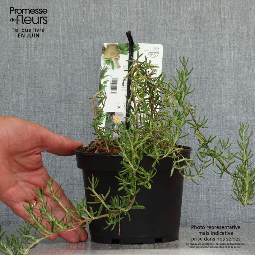 Example of Rosmarin Majorca Pink - Rosmarinus officinalis Topf mit 1,5L/2L as you get in ete