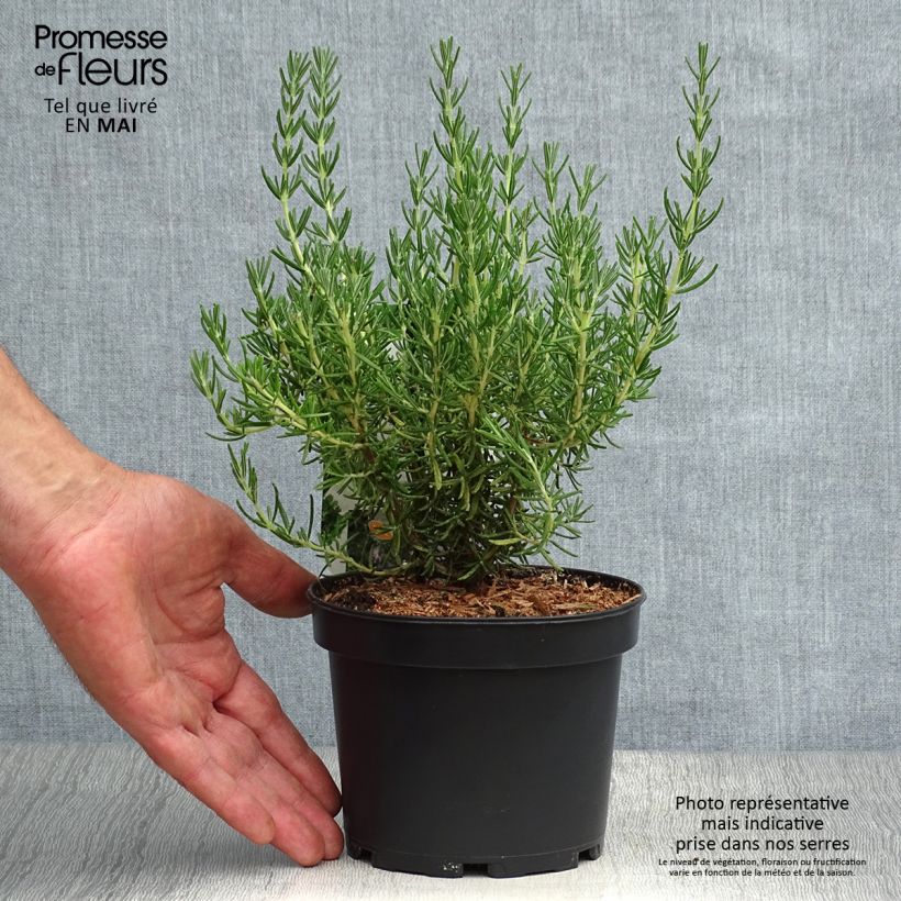 Exemplar von Rosmarin Majorca Pink - Rosmarinus officinalis Topf mit 1,5L/2L wie im Frühjahr geliefert