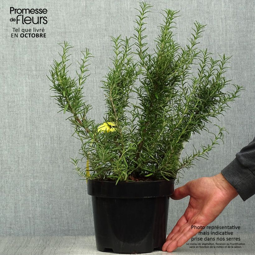 Exemplar von Rosmarin Tuscan Blue - Rosmarinus officinalis Topf mit 3L/4L wie im Herbst geliefert