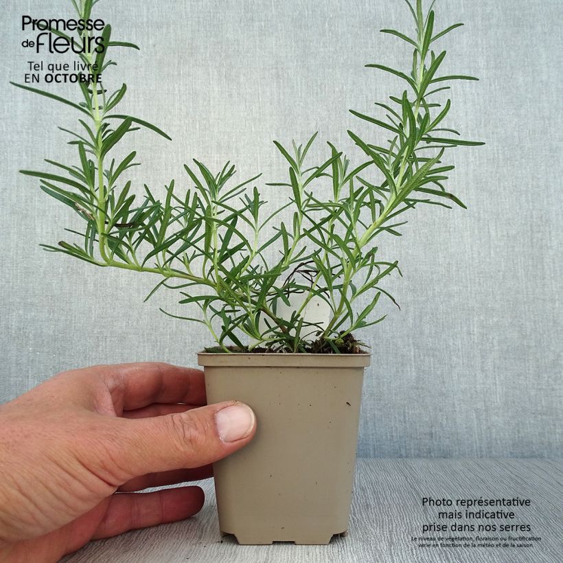 Example of Rosmarin Albiflorus - Rosmarinus officinalis Kleine Töpfe von 8/9 cm as you get in automne