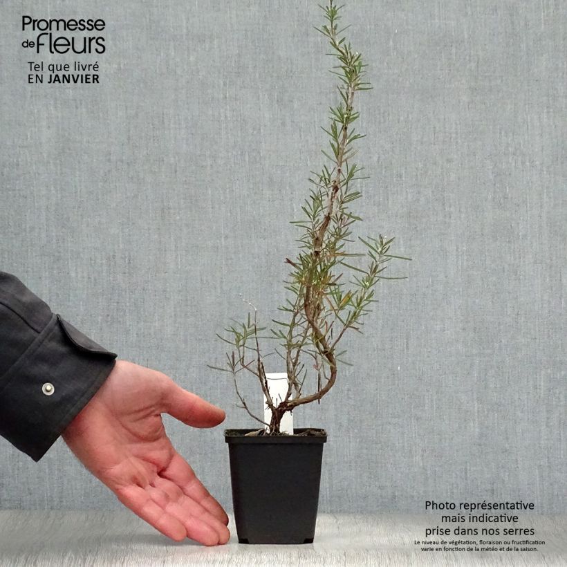 Exemplar von Rosmarin Albiflorus - Rosmarinus officinalis Kleine Töpfe von 8/9 cm wie im Winter geliefert