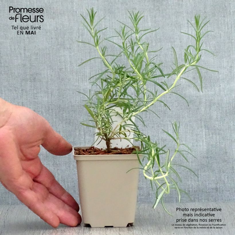 Exemplar von Rosmarin Albiflorus - Rosmarinus officinalis Kleine Töpfe von 8/9 cm wie im Frühjahr geliefert