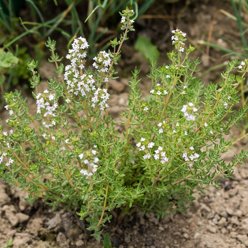 Rosmarin Albiflorus - Rosmarinus officinalis (Plant habit)