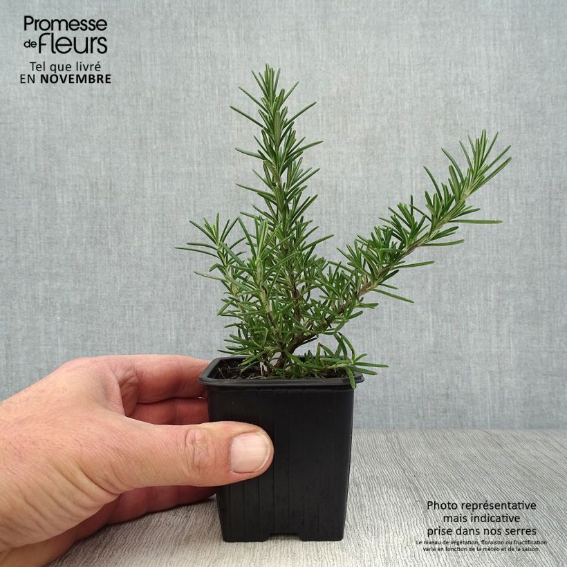 Example of Rosmarin Pointe du Raz - Rosmarinus officinalis Kleine Töpfe von 8/9 cm as you get in automne