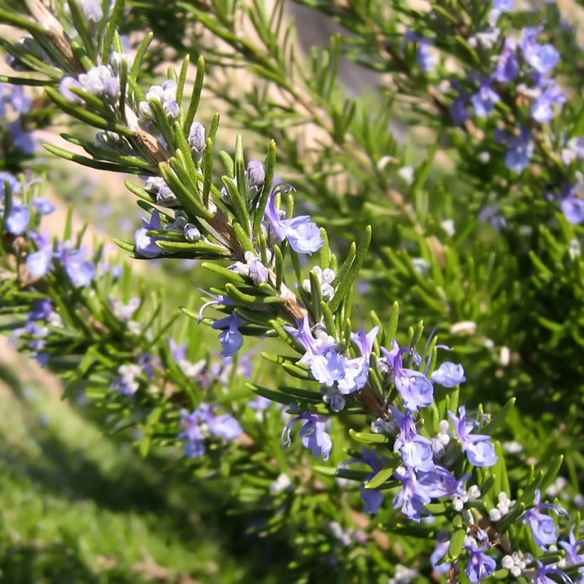 Rosmarin BIO (Samen) - Rosmarinus officinalis (Flowering)