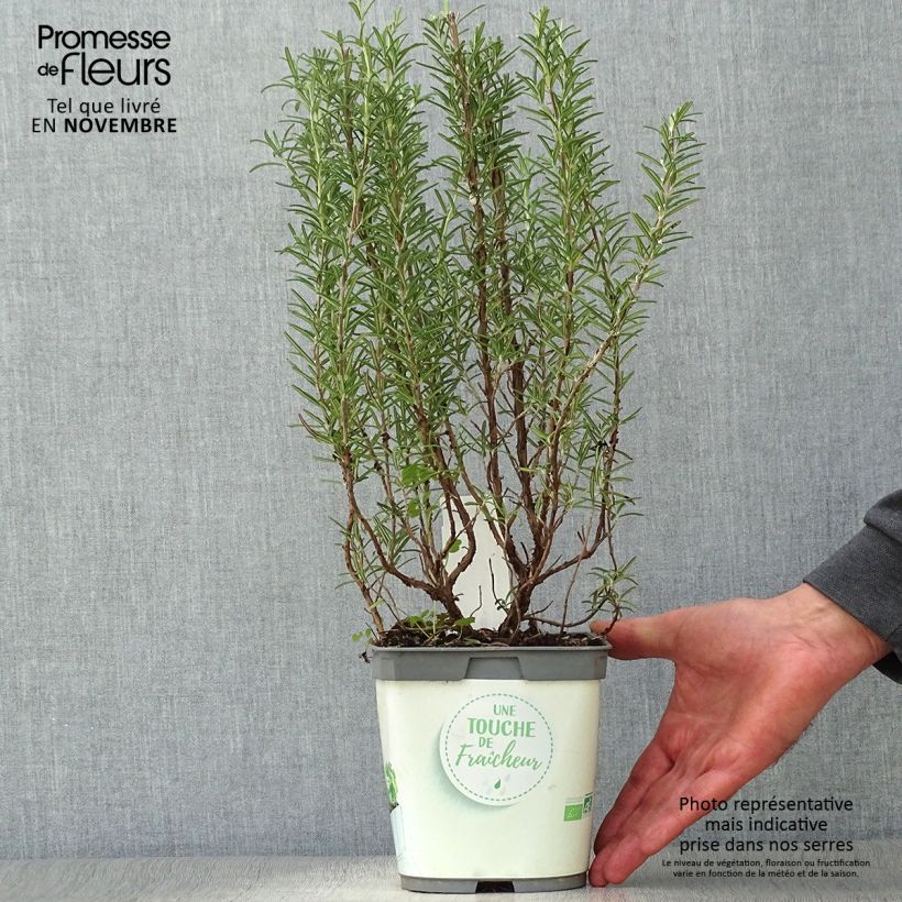Example of Rosmarin - Rosmarinus officinalis Pflanzen Topf mit 1L/1,5L as you get in automne